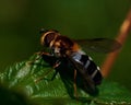 Hoverfly Leucozona glaucia Royalty Free Stock Photo