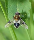 Hoverfly - Leucozona lucorum Royalty Free Stock Photo