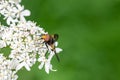 Hoverfly, Leucozona lucorum, pollinating cow parsley, anthriscus sylvestris Royalty Free Stock Photo