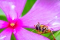 hoverfly-looking honey on pink violet flower blossom Royalty Free Stock Photo