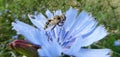 Hoverfly on a lovely light blue common chicory flower. Royalty Free Stock Photo
