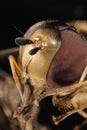 Hoverfly macro