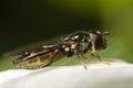 Hoverfly Macro Closeup Royalty Free Stock Photo