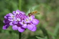 Hoverfly macro photography on purple flower. Royalty Free Stock Photo