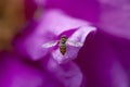Hoverfly Royalty Free Stock Photo