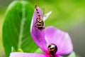 hoverfly meets a ladybug on a pink violet flower blossom Royalty Free Stock Photo