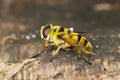 Hoverfly / Myathropa florea Royalty Free Stock Photo