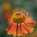 Hoverfly, Myathropa florea, collecting pollen from a single helenium flower Royalty Free Stock Photo
