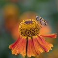Hoverfly, Myathropa florea, collecting pollen from a single helenium flower