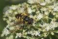 Hoverfly - Myathropa florea Royalty Free Stock Photo