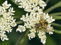 Hoverfly - Myathropa florea