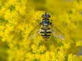 Hoverfly (Myathropa florea)