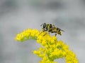 Hoverfly (Myathropa florea)