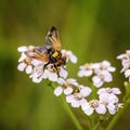 Hoverfly named Pellucid Fly resting on a flower head in natural bacl, Hover-fly .Volucella pellucens Royalty Free Stock Photo