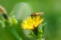 Hoverfly (Parasyrphus punctulatus) in the UK Royalty Free Stock Photo