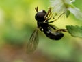 Hoverfly Perched on a White Flower with Green Foliage Royalty Free Stock Photo