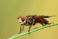 Hoverfly Phasia hemiptera