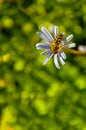 Hoverfly on Pink Flower Royalty Free Stock Photo