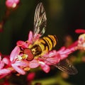 Hoverfly on a pink flower, compound eye detail Royalty Free Stock Photo