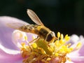 Hoverfly on a pink flower Royalty Free Stock Photo