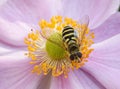 Hoverfly on a pink flower Royalty Free Stock Photo