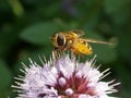 Hoverfly on a pink flower Royalty Free Stock Photo