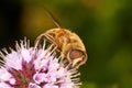Hoverfly on a pink mint flower, compound eye detail Royalty Free Stock Photo