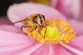 Hoverfly on a pink flower Royalty Free Stock Photo