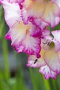 Hoverfly and Pink gladiolus flower Royalty Free Stock Photo