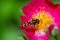 Hoverfly on a pink rose blossom Royalty Free Stock Photo