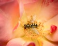Hoverfly on a pink rose blossom Royalty Free Stock Photo