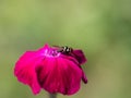 Hoverfly on a pink rose campion bloom Royalty Free Stock Photo