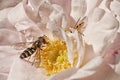 Hoverfly on Pink Rose Royalty Free Stock Photo