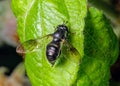 Hoverfly - Pipiza noctiluca at rest.