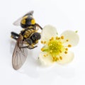Hoverfly Pollinating a Delicate White Blossom Royalty Free Stock Photo