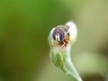 A hoverfly, possibly Syritta pipiens, is perched on a budding plant in Indonesia. Royalty Free Stock Photo
