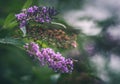 Hoverfly on purple flower vintage lens rendering Royalty Free Stock Photo