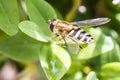 Hoverfly resting on a green leaf Royalty Free Stock Photo