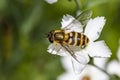 Hoverfly resting on a green leaf Royalty Free Stock Photo