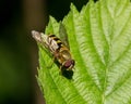 A Hoverfly on a green leaf. Royalty Free Stock Photo