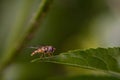 Hoverfly Resting On On Leaf. Royalty Free Stock Photo