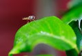 Hoverfly resting on a vibrant green leaf Royalty Free Stock Photo