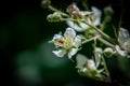 Hoverfly Resting On a White Flower Royalty Free Stock Photo