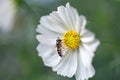 Pretty little hoverfly resting on the stamen of a white cosmos flower in natural sunlight Royalty Free Stock Photo