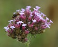 Hoverfly, Rhingia campestris