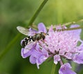 Hoverfly Scaeva pyrastri