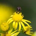 Hoverfly seeking nectar