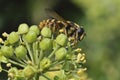 Hoverfly - Sericomyia silentis Royalty Free Stock Photo