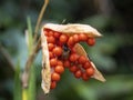 Hoverfly shelters in Iris foetidus seed head.