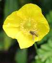 Hoverfly in a yellow flower head